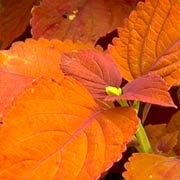 Colorblaze™ Sedona Coleus